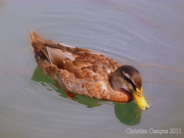 identificazione femmina Anatidae